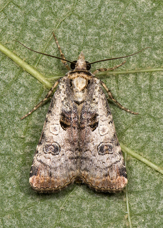 Epilecta linogrisea - Noctuidae